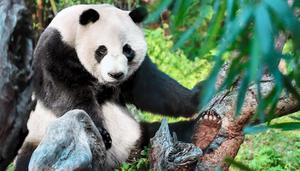 大熊猫生长环境