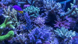 珊瑚是植物还是动物?为什么?