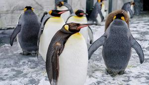 世界上体型最小的企鹅是什么