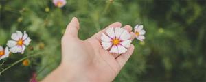 采花节是哪个民族的节日