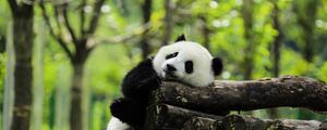 熊猫的性格和习惯