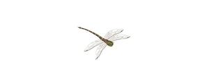 蜻蜓的尾巴有什么作用