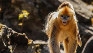 金丝猴的别名是什么