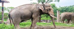 亚洲象是哪个保护区的珍稀动物?