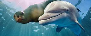 海豚用什么呼吸