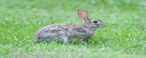 野兔是国家保护动物吗?