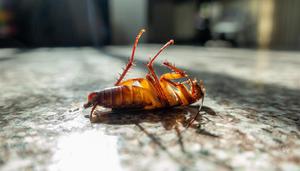 蟑螂繁殖季节
