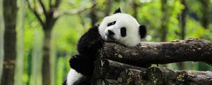 大熊猫不吃竹子会死吗