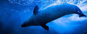 海豹是国家保护动物吗