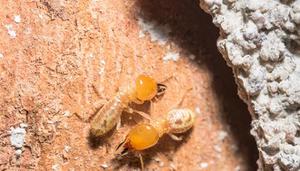 白蚁和蚂蚁的区别