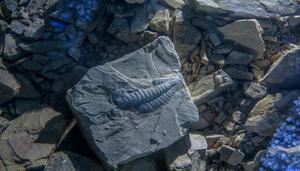 最古老的生物化石是什么