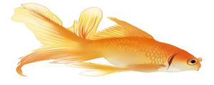 金鱼的寿命能有多久