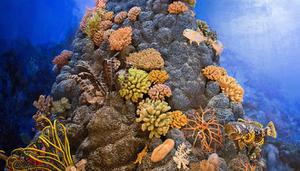 珊瑚是一种动物还是植物