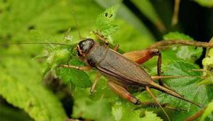 蟋蟀是什么季节的动物