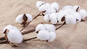 有机生态棉是什么