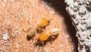 水蚁是什么