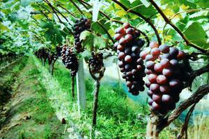 葡萄的种植技术