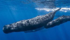 虎鲸为什么怕抹香鲸