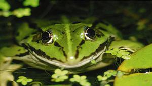 青蛙对大自然的好处