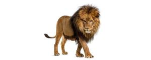 狮子属于猫科动物吗