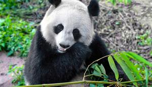 大熊猫的形态特征是什么