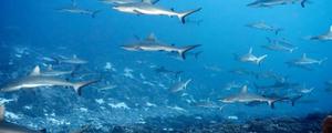 鲨鱼在海中的沉浮主要依靠什么