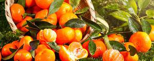 耙耙柑跟橘子的区别是什么