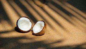 椰子的种类有哪些