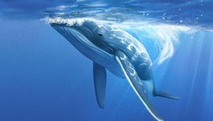鲸是哺乳动物还是鱼类