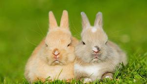 兔子属于什么动物