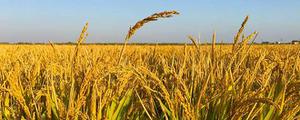 再生的水稻和普通大米的区别
