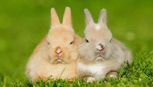 兔子是不是啮齿动物