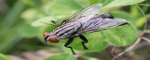 苍蝇的生活习性是什么