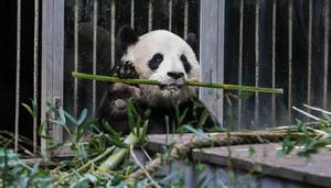熊猫属于国家几级保护动物