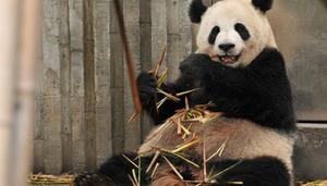 大熊猫的栖息地是哪里