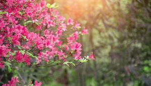 杜鹃花主要是哪个城市的市花