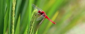 蜻蜓的特点和习性是什么