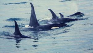 鲸鱼属于国家几级保护动物