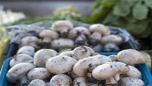 口蘑是白蘑菇的另一个称呼吗