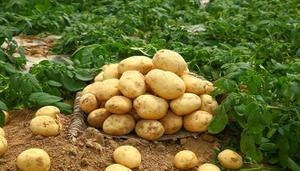 土豆是哪个朝代传入中国