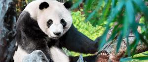 大熊猫是什么动物