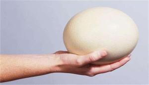 现存鸟类中的最大的鸟蛋是什么鸟蛋