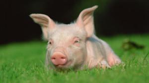 猪属于哺乳动物吗