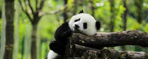 大熊猫属于啥科动物