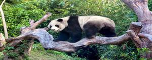 熊猫的尾巴是什么颜色