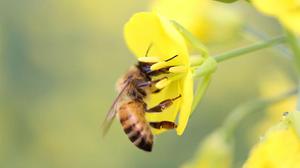 蜜蜂的习性是什么