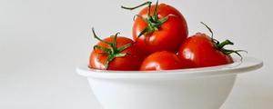 西红柿长着就烂了的原因是什么