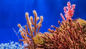 珊瑚和珊瑚虫是不是生物