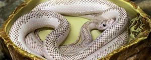 白蛇是什么保护动物