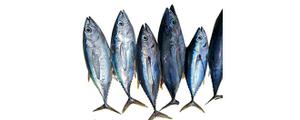 金枪鱼属于海鱼还是属于淡水鱼